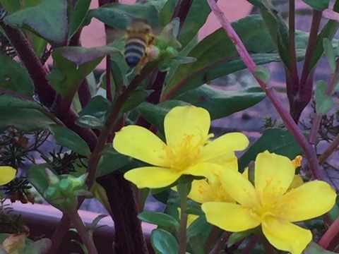 はち