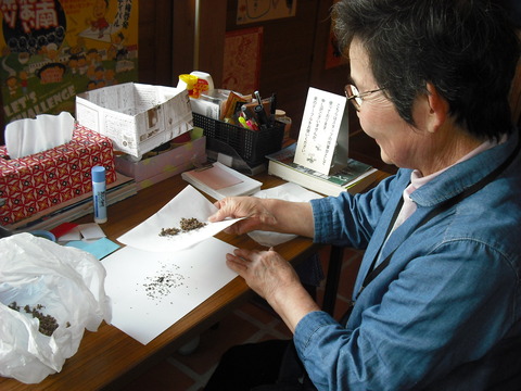 バジル作業