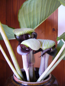 musasiabumi2.JPG